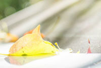 选手崔孝珠 选手崔孝珠